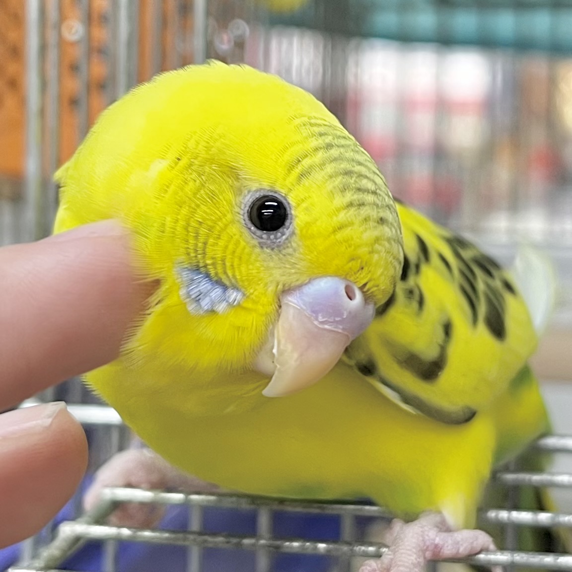 【🆙最新画像あり‼️】のりたまひよこちゃん🐣✨　セキセイインコ（ハルクイン）