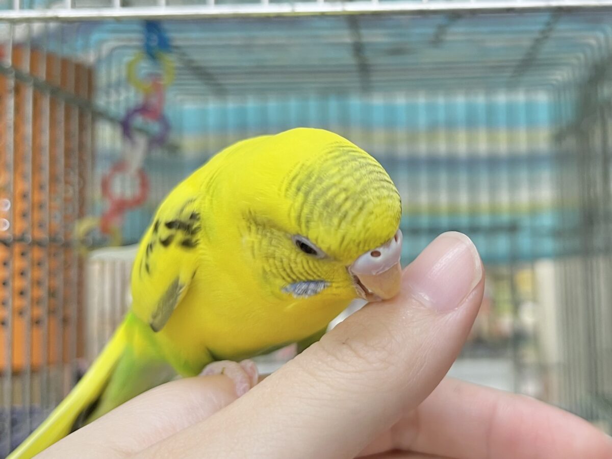 セキセイインコ