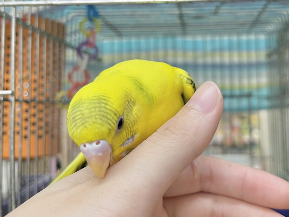 セキセイインコ