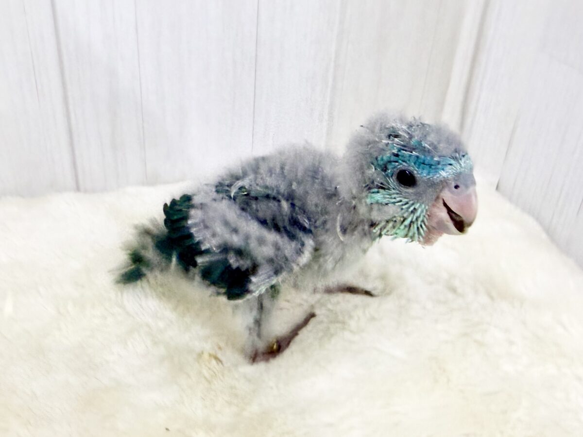 サザナミインコ