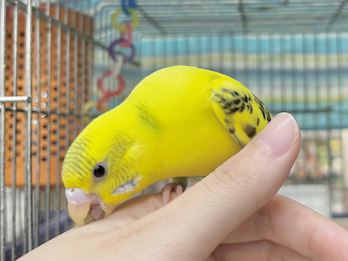 セキセイインコ