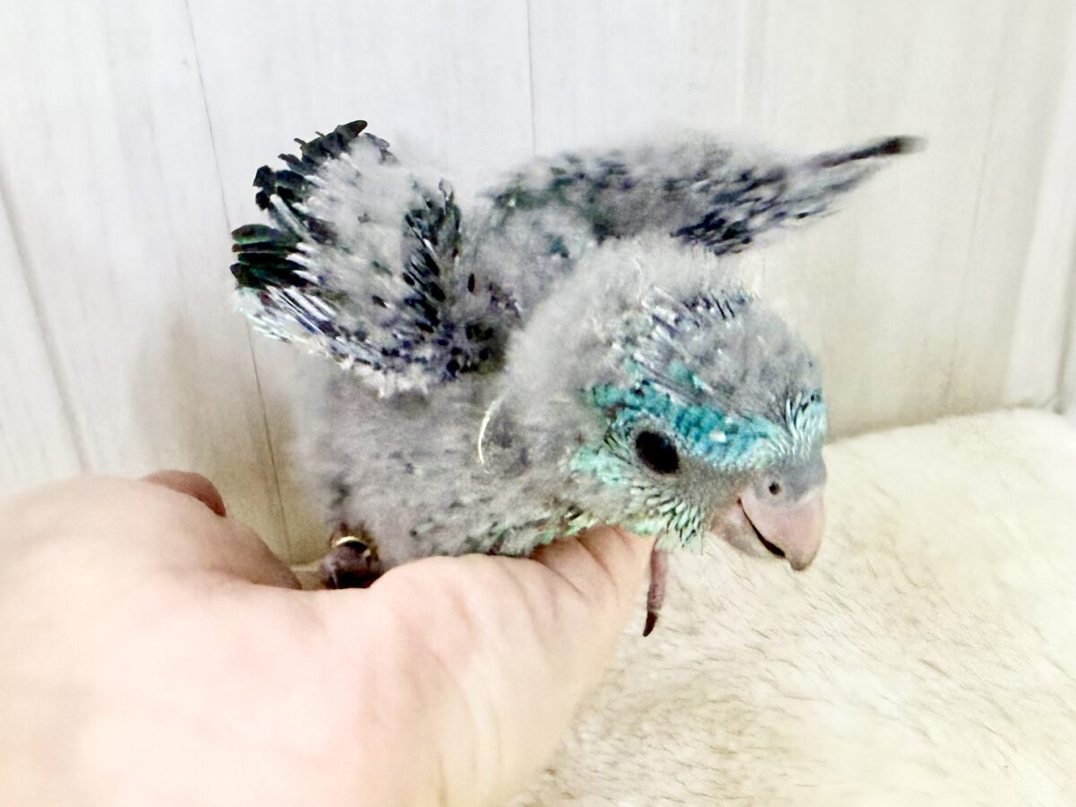 サザナミインコ