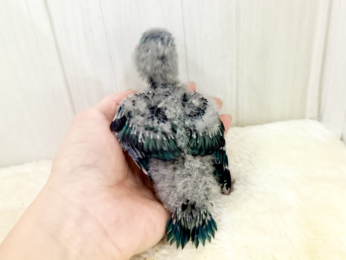 サザナミインコ