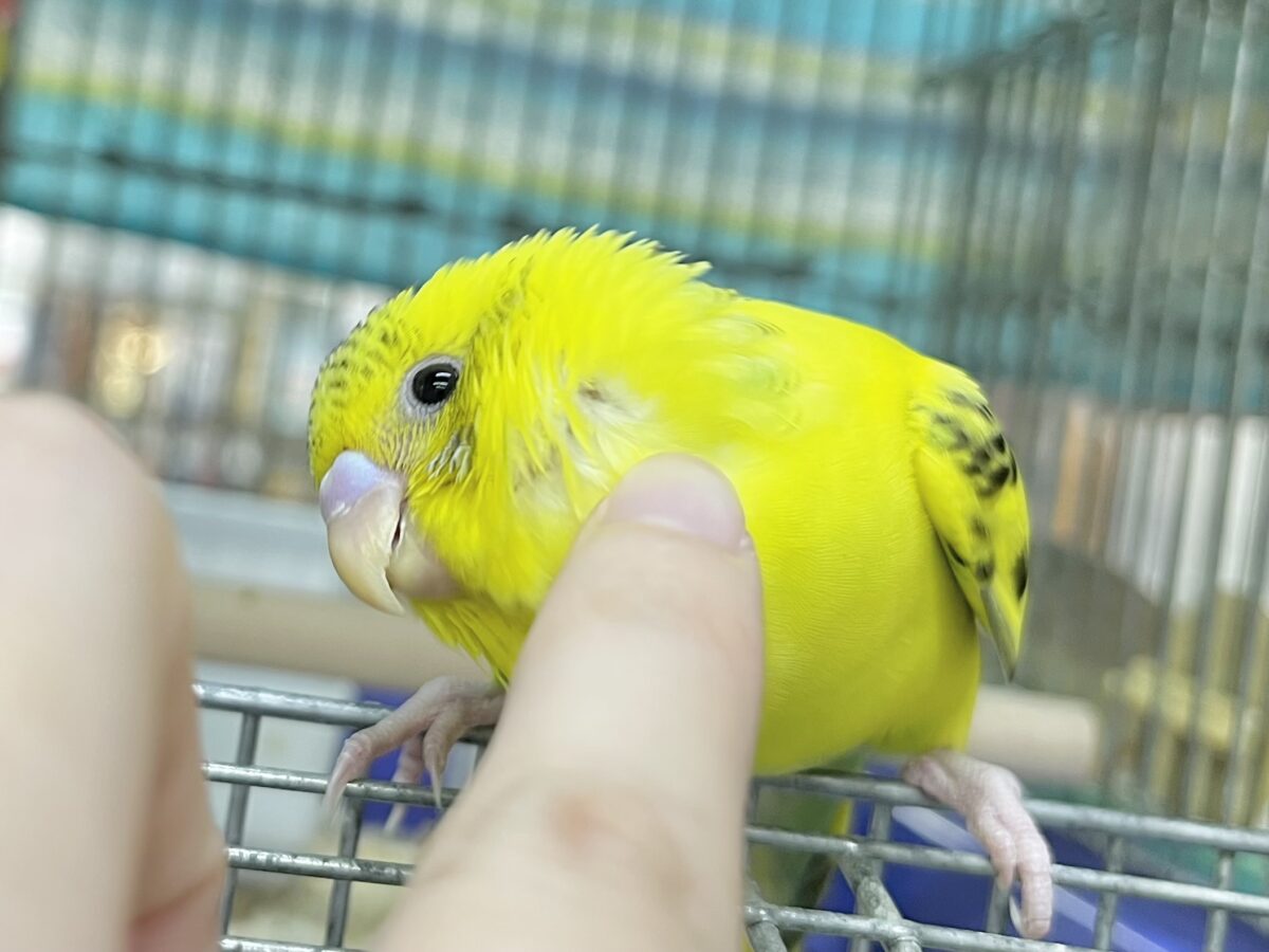 セキセイインコ