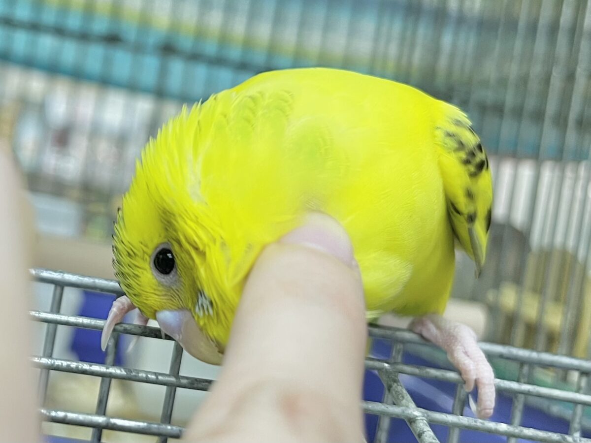 セキセイインコ