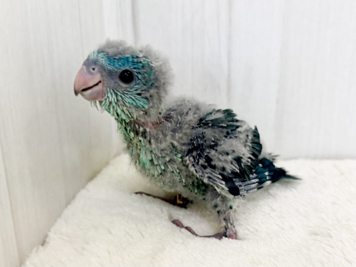 サザナミインコ