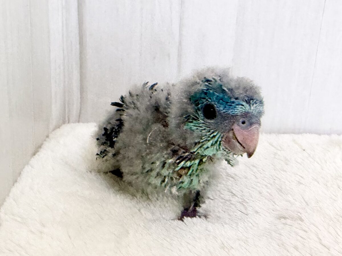 サザナミインコ