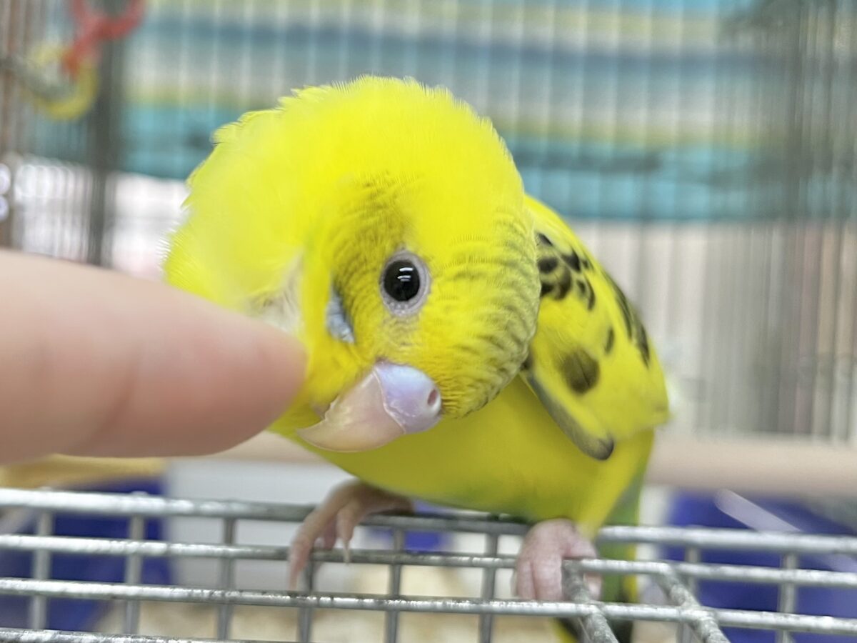 セキセイインコ