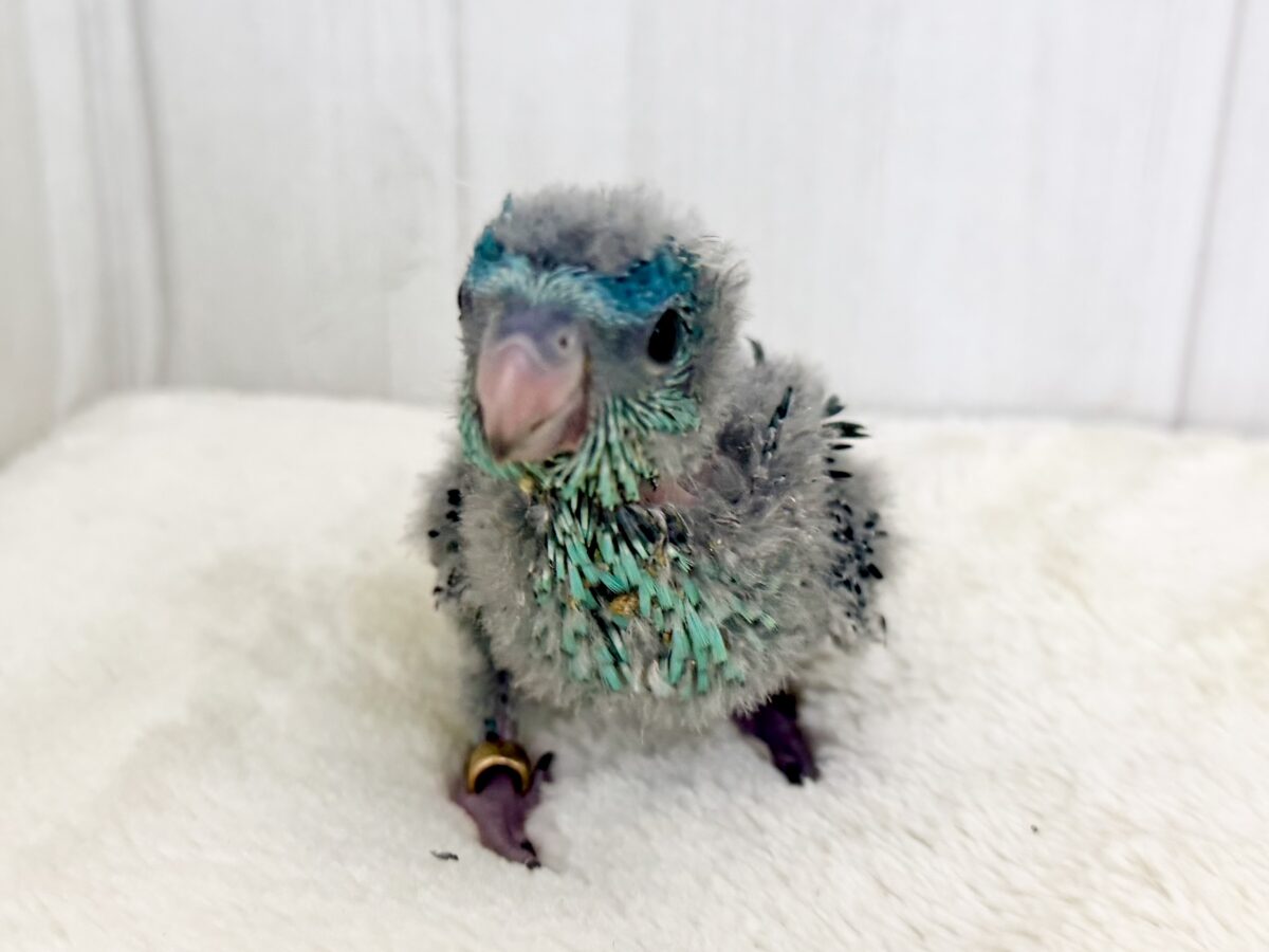 サザナミインコ