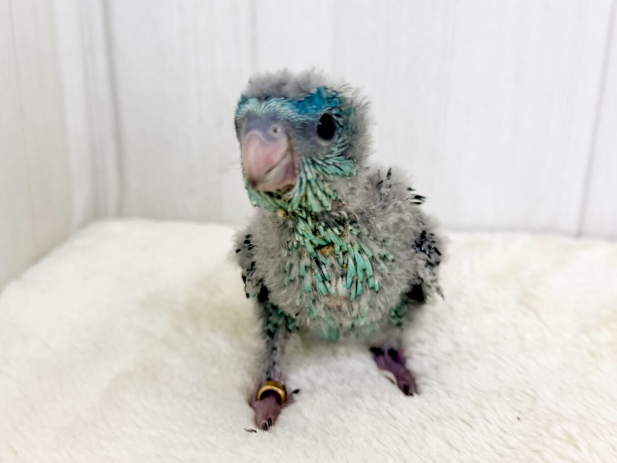 サザナミインコ