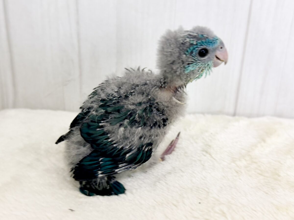 サザナミインコ