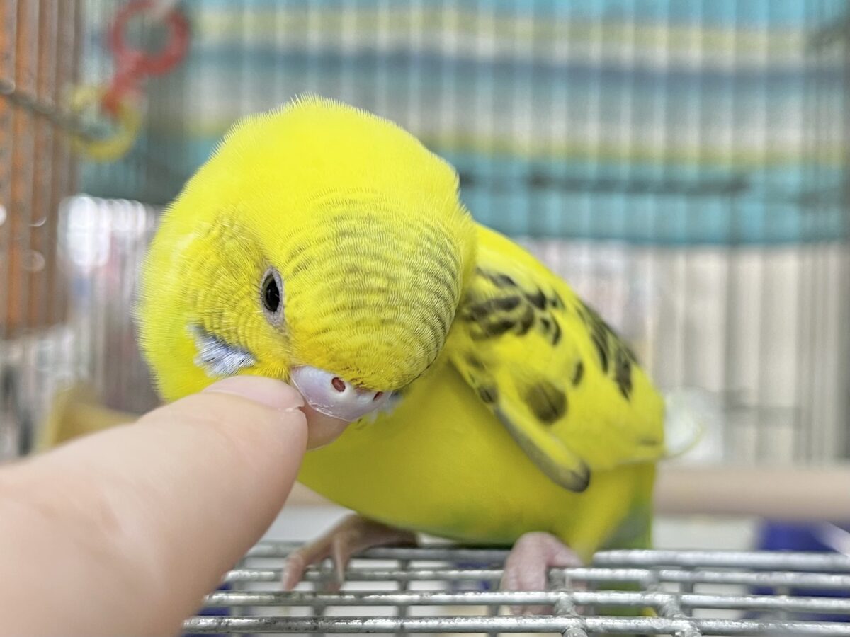 セキセイインコ
