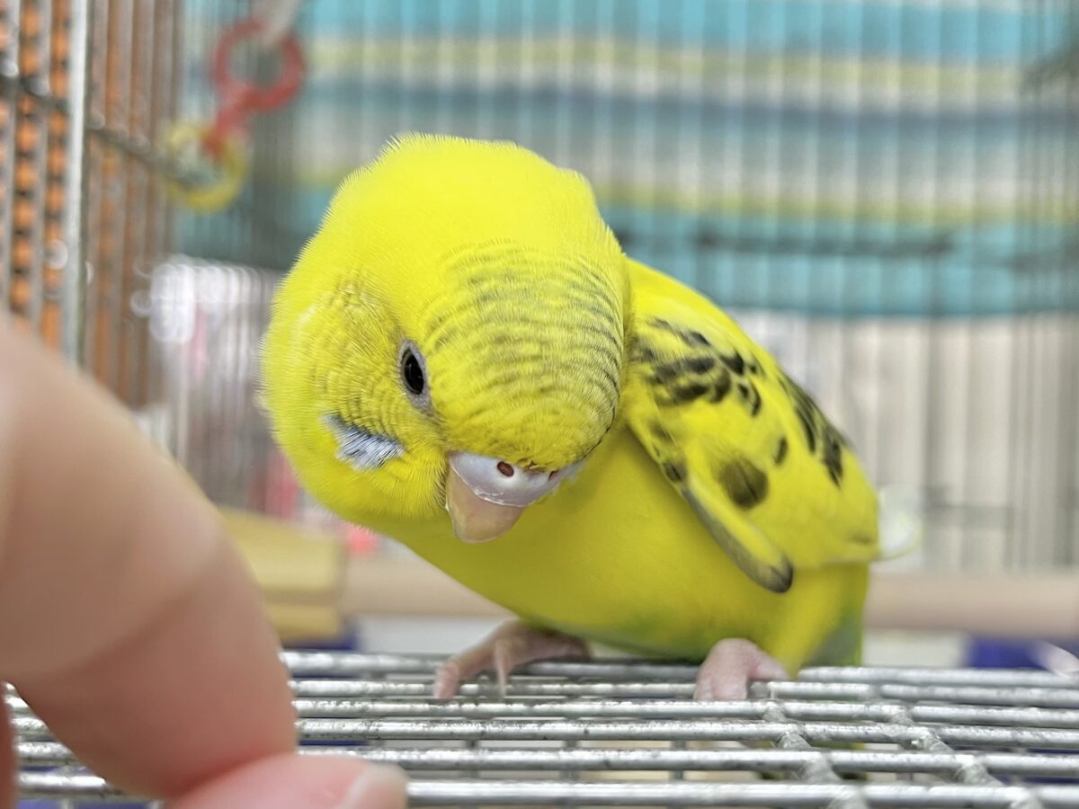 セキセイインコ