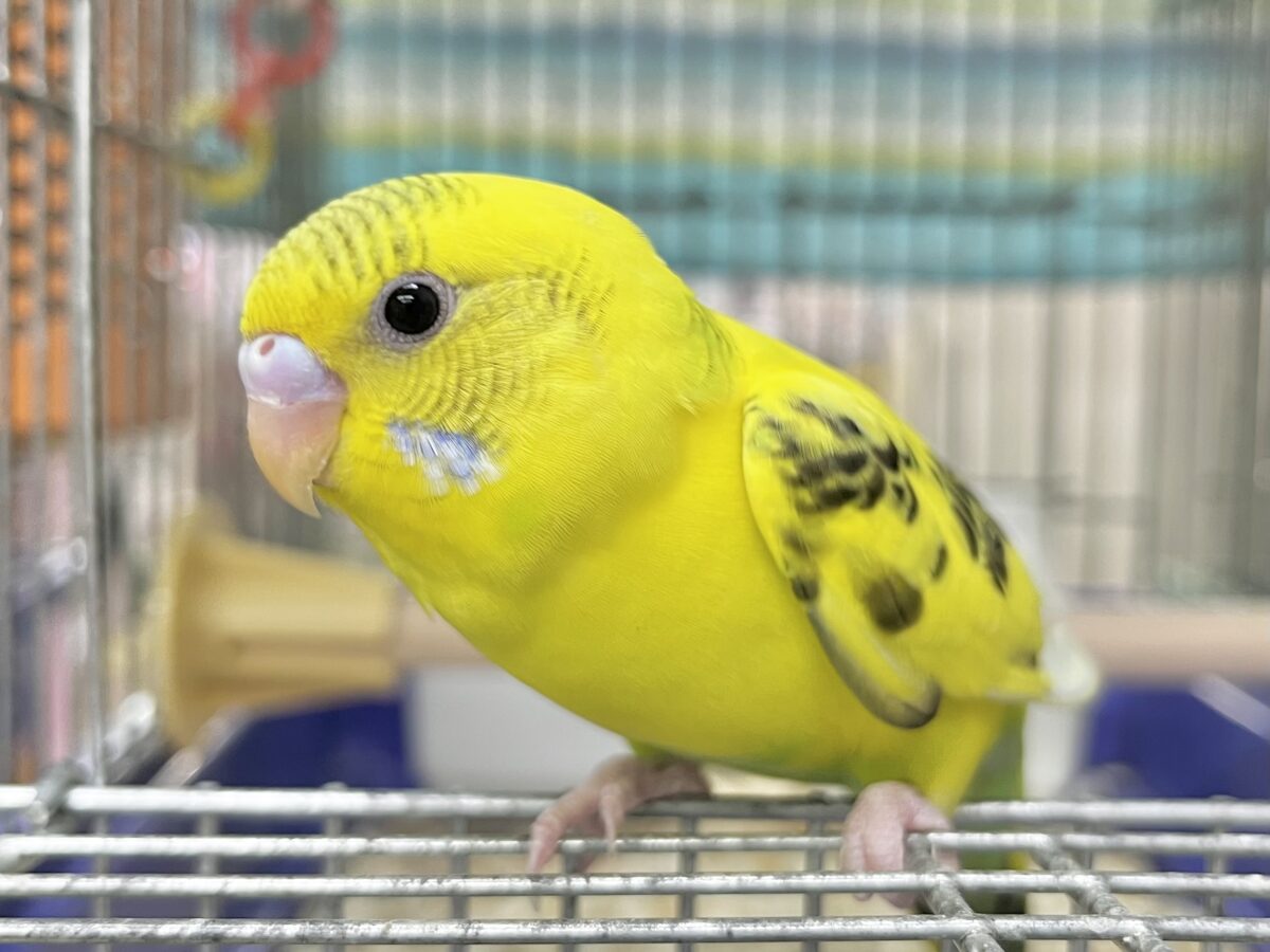 セキセイインコ