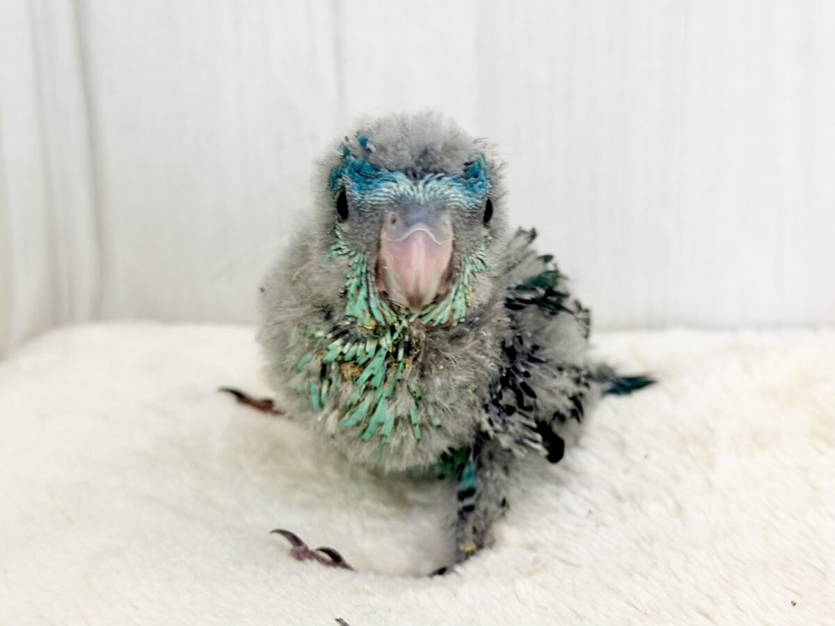 サザナミインコ