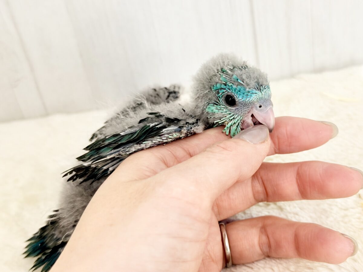 サザナミインコ