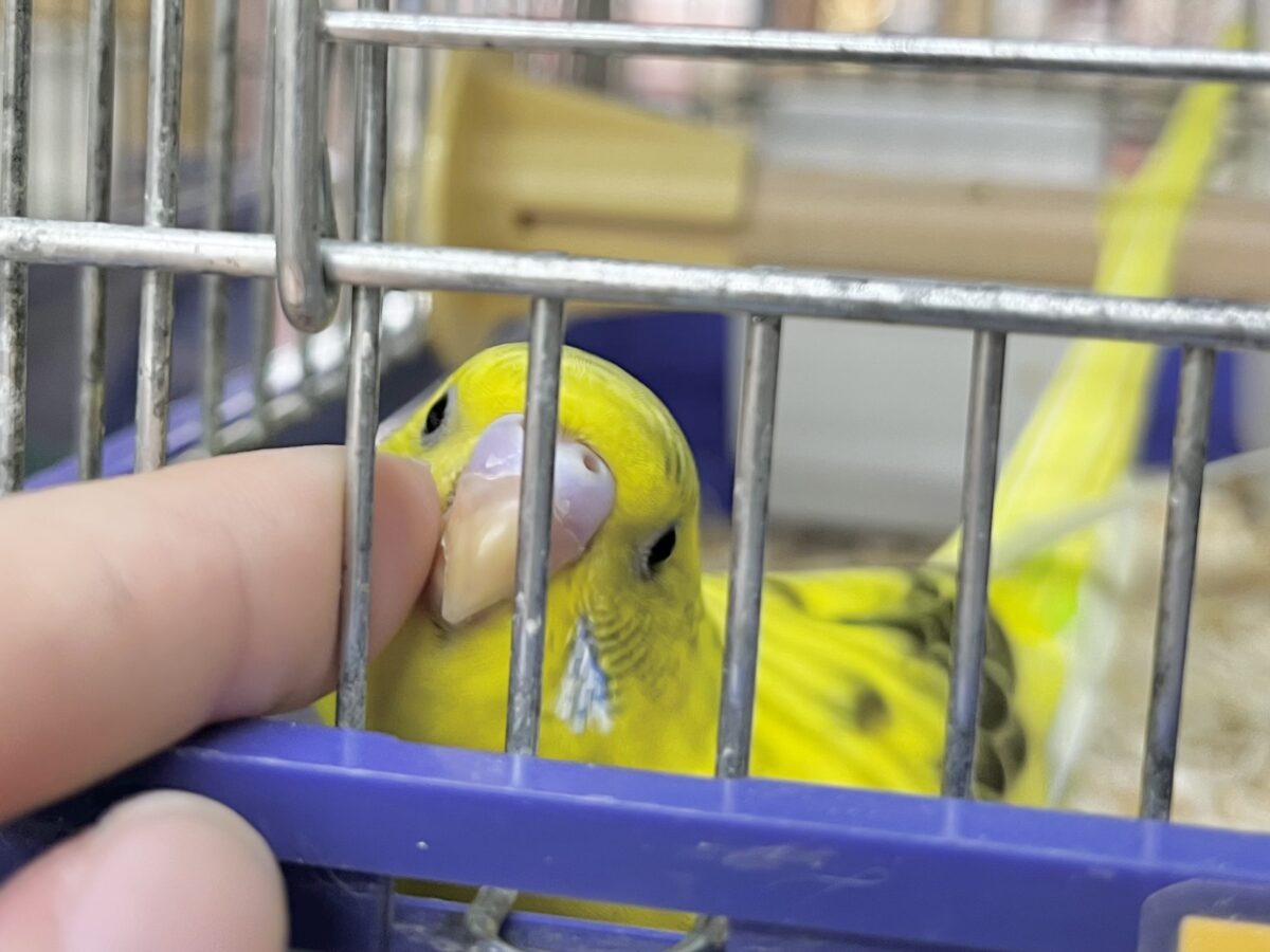 セキセイインコ