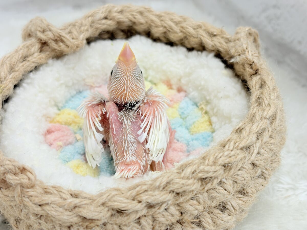 白文鳥