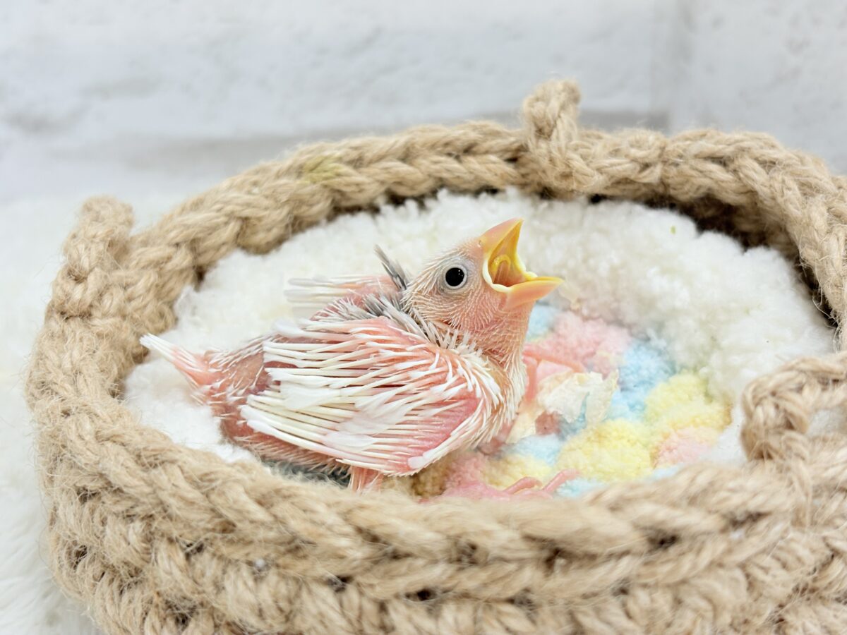 白文鳥