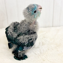 ピーポポ♩お顔までもっふもふ☁️わた毛だらけのサザナミインコのヒナ(ブルー系)入荷しました❤️