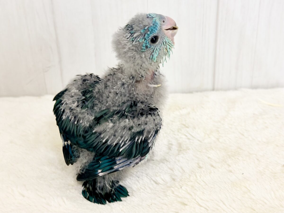 ピーポポ♩お顔までもっふもふ☁️わた毛だらけのサザナミインコのヒナ(ブルー系)入荷しました❤️