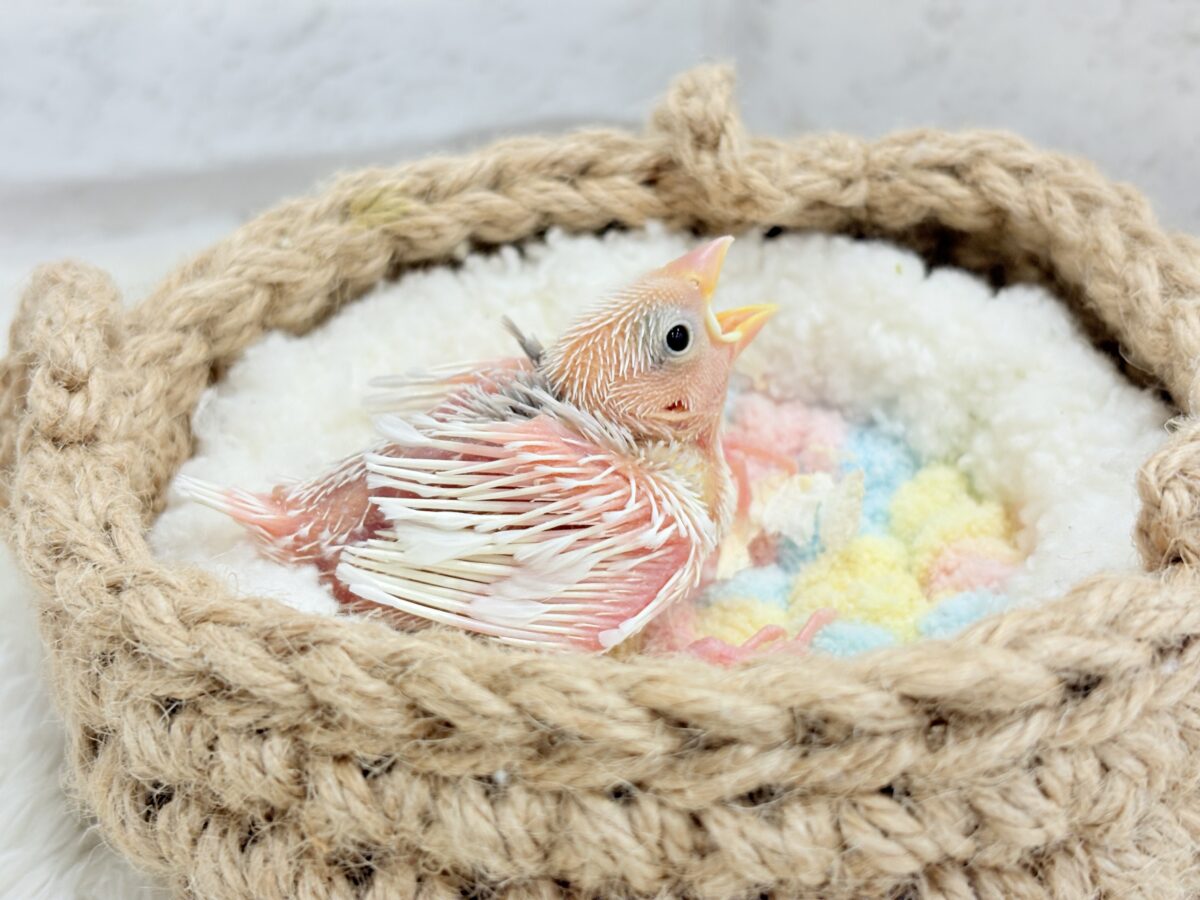 白文鳥