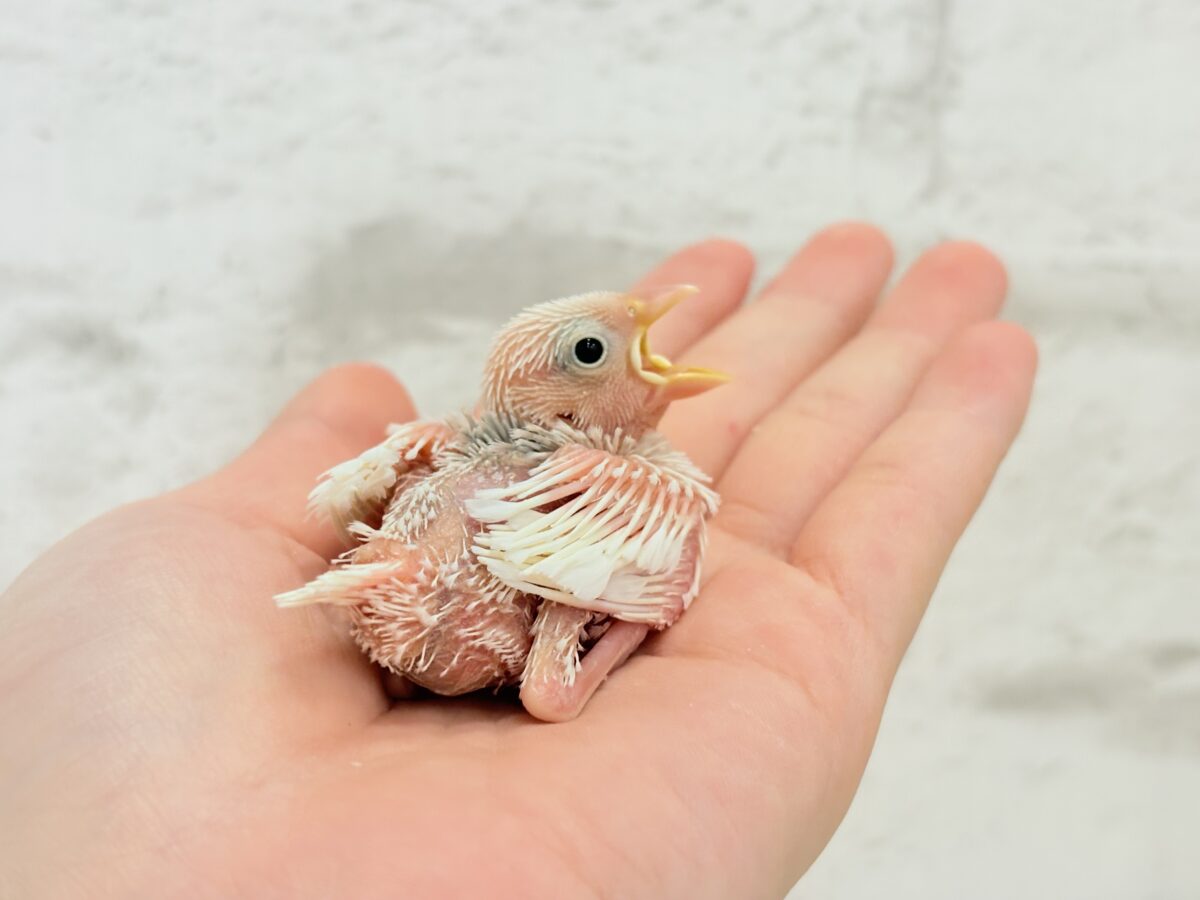 白文鳥