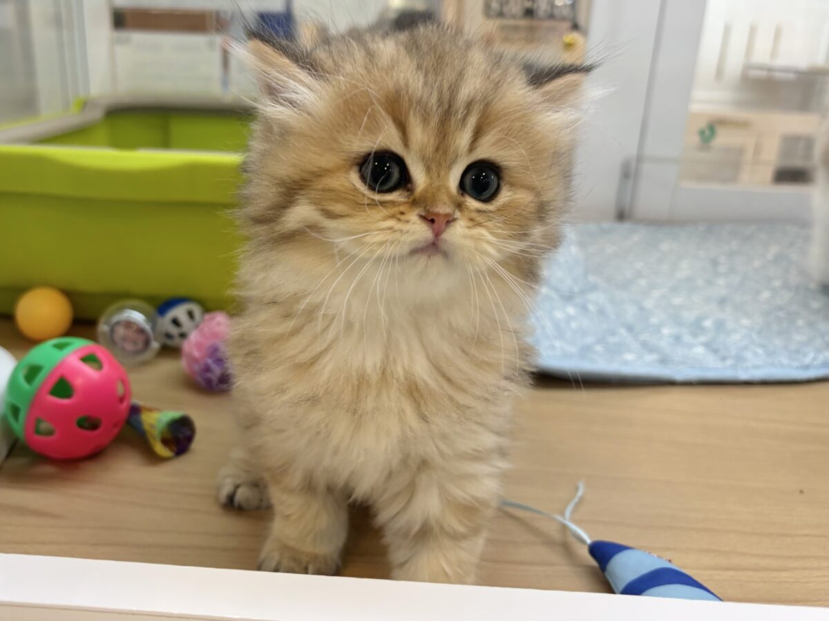 ブリティッシュショートヘア
