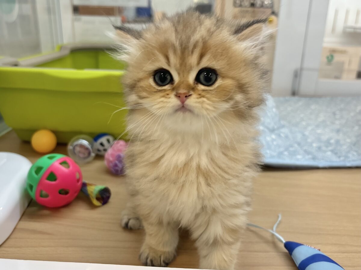 ブリティッシュショートヘア