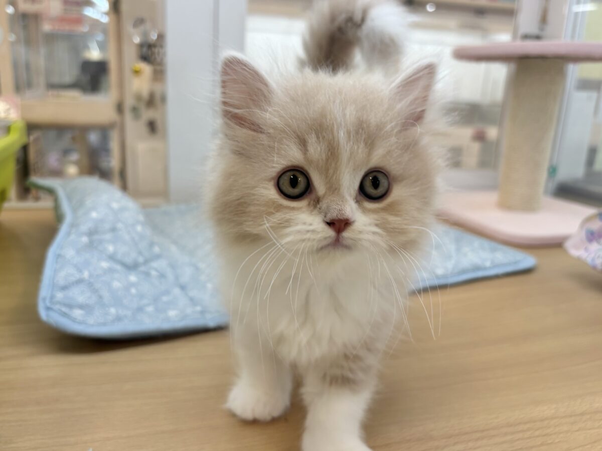 スコティッシュフォールド