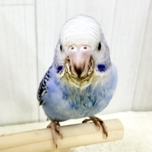 最新画像更新❤️濃い濃い💙美しいサファイアブルー💎セキセイインコ（ブルーオパーリン ）