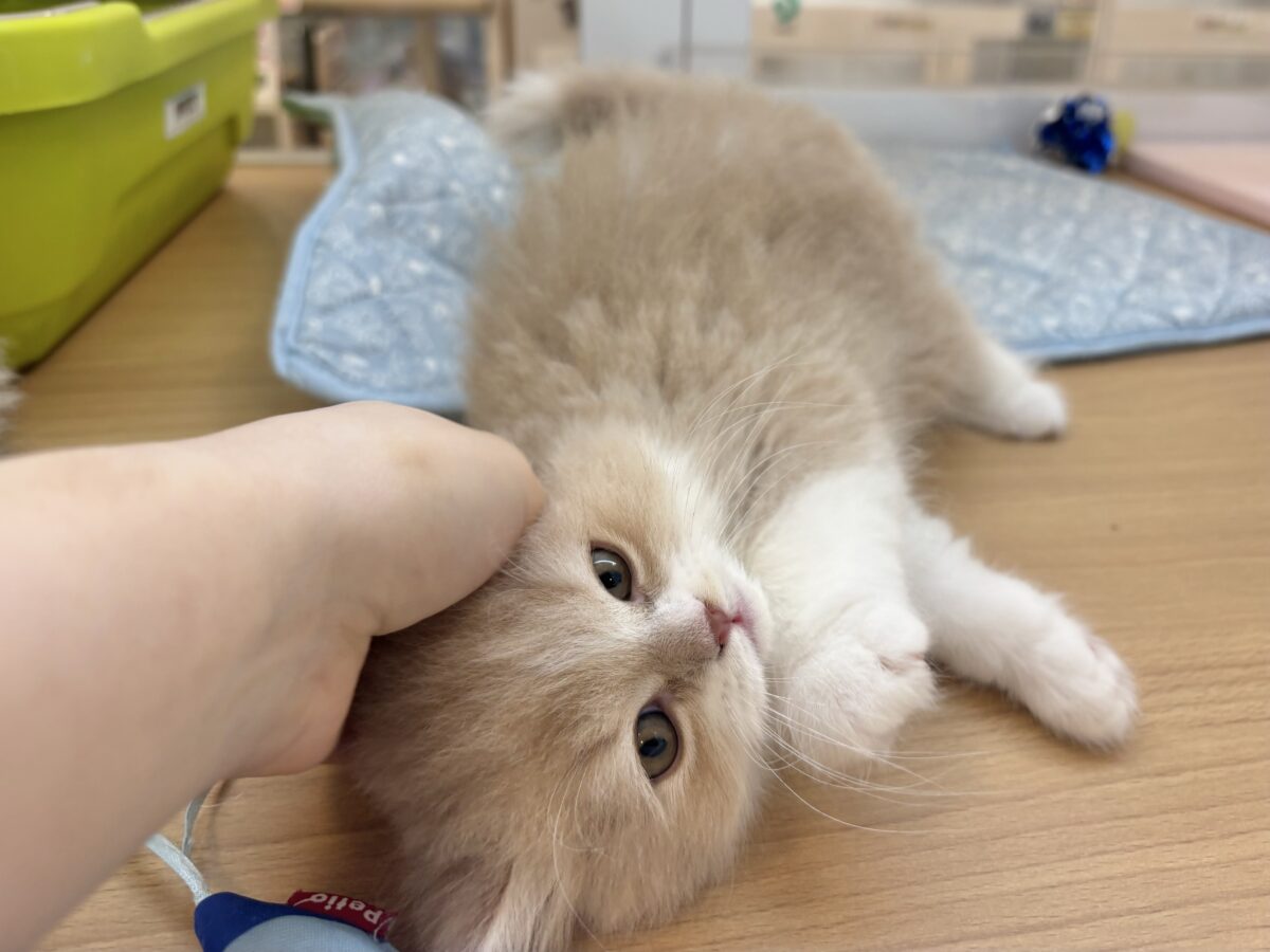 スコティッシュフォールド
