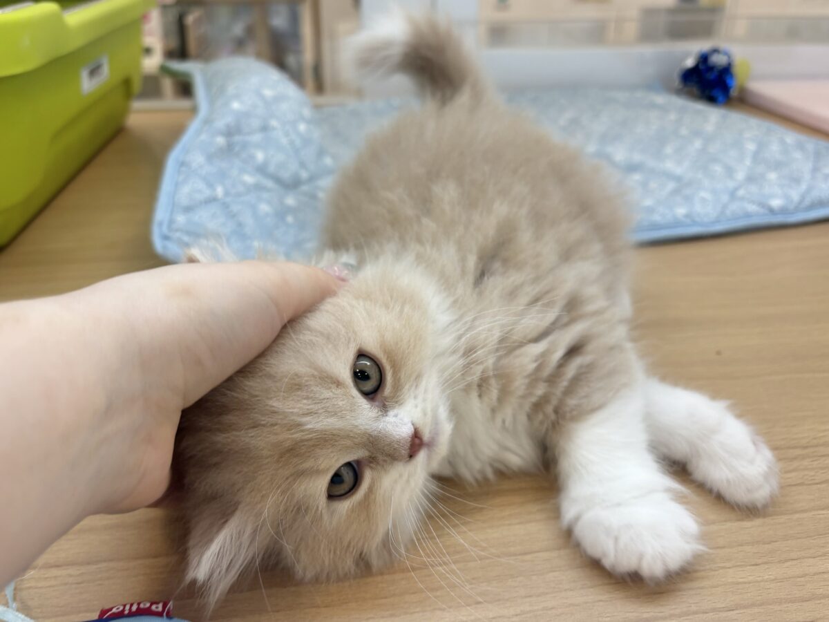 スコティッシュフォールド