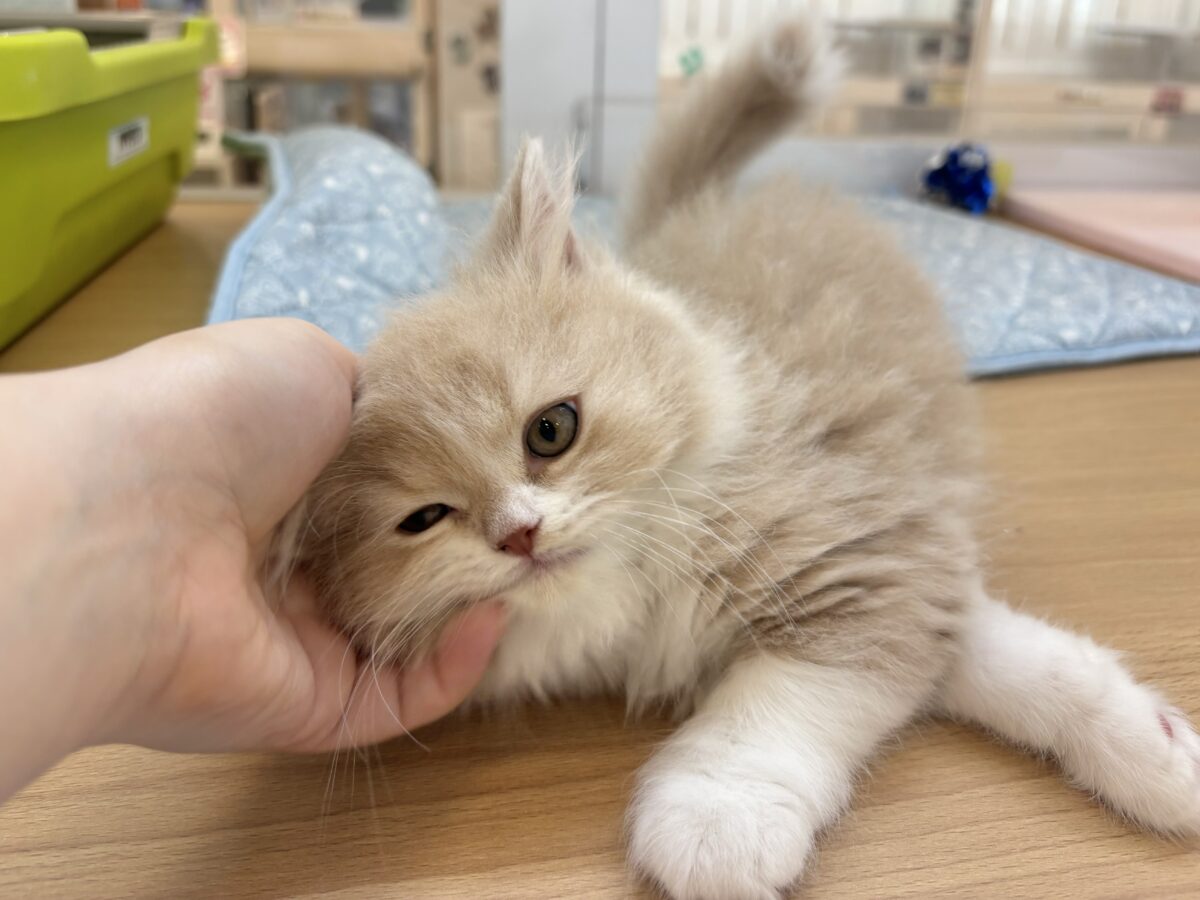 スコティッシュフォールド