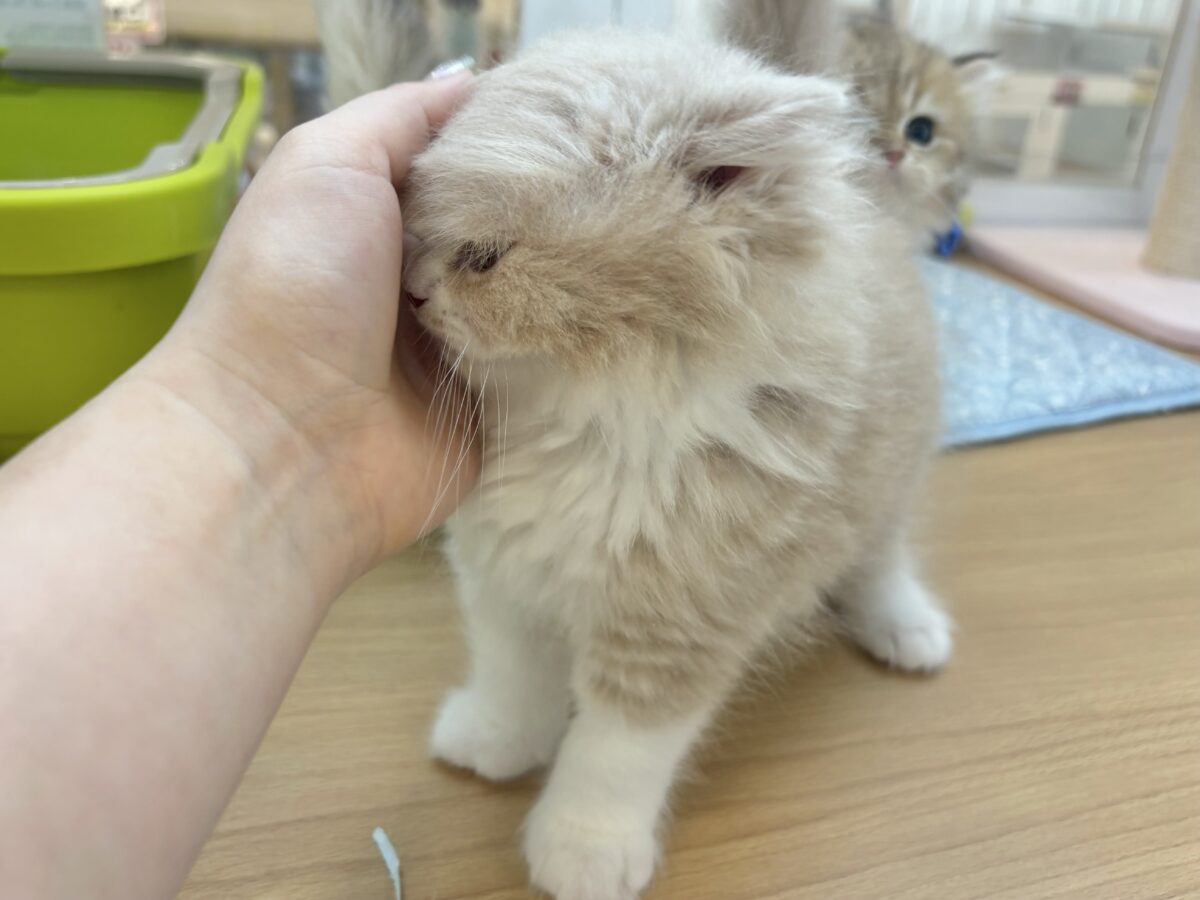 スコティッシュフォールド