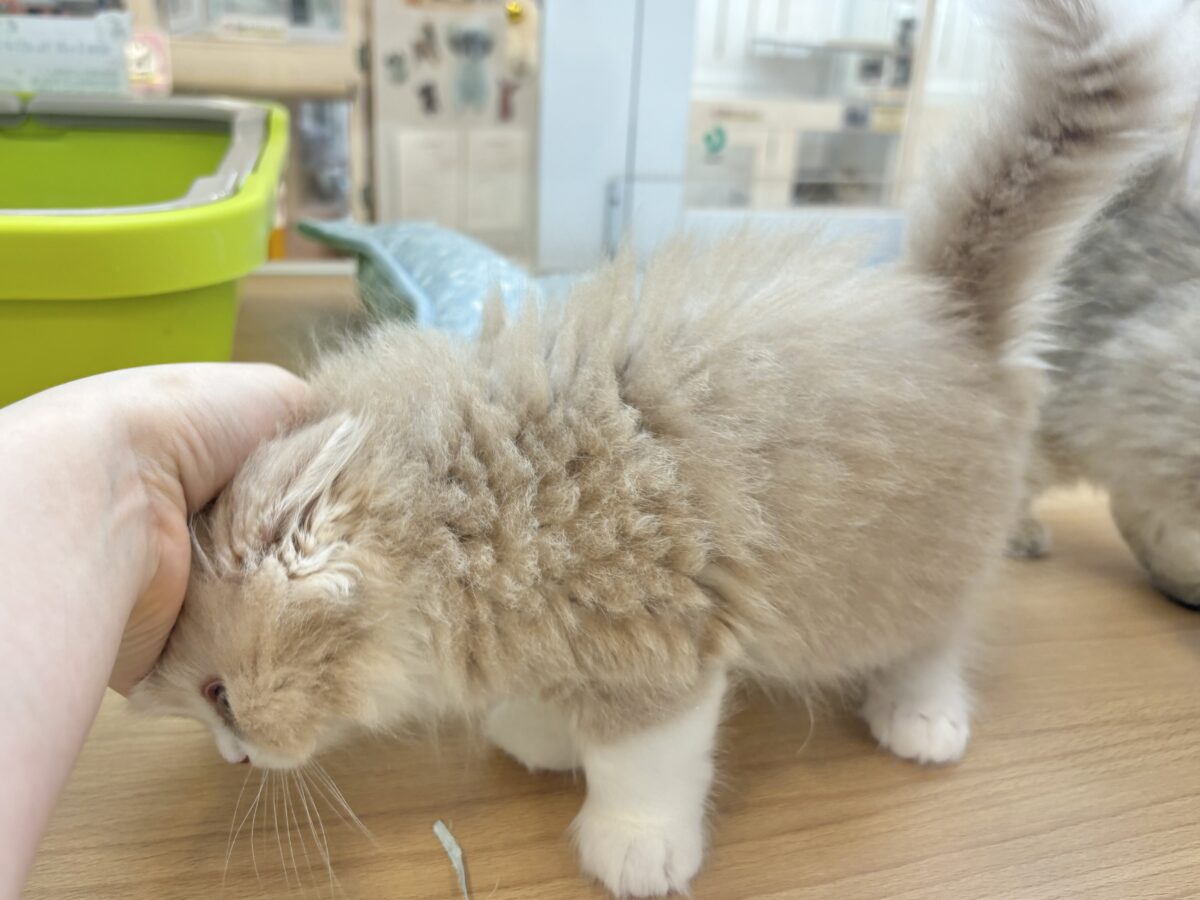 スコティッシュフォールド