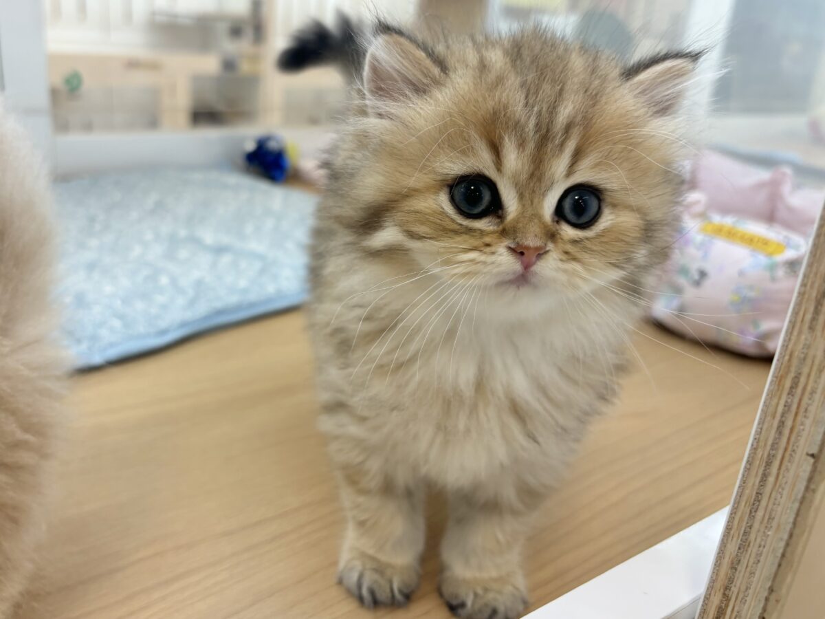 ブリティッシュショートヘア