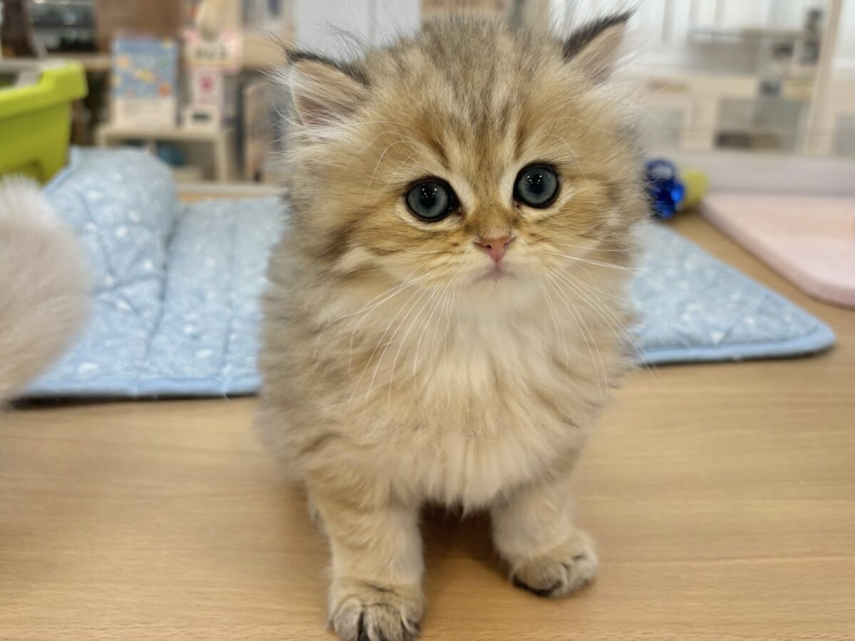 ブリティッシュショートヘア