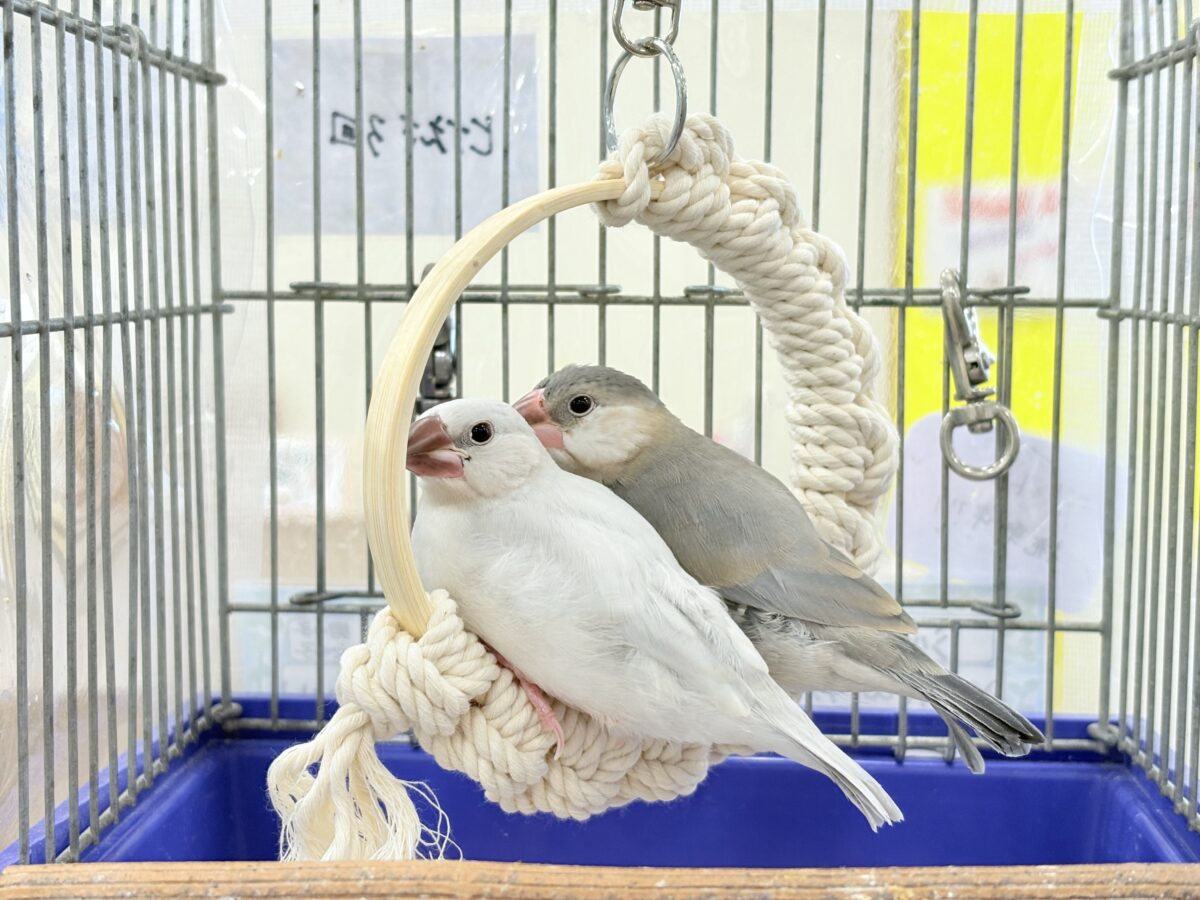桜文鳥