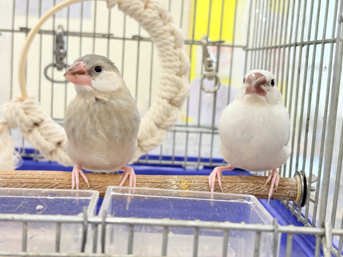 桜文鳥