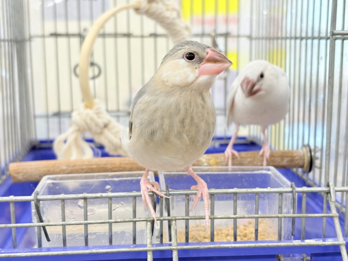 桜文鳥