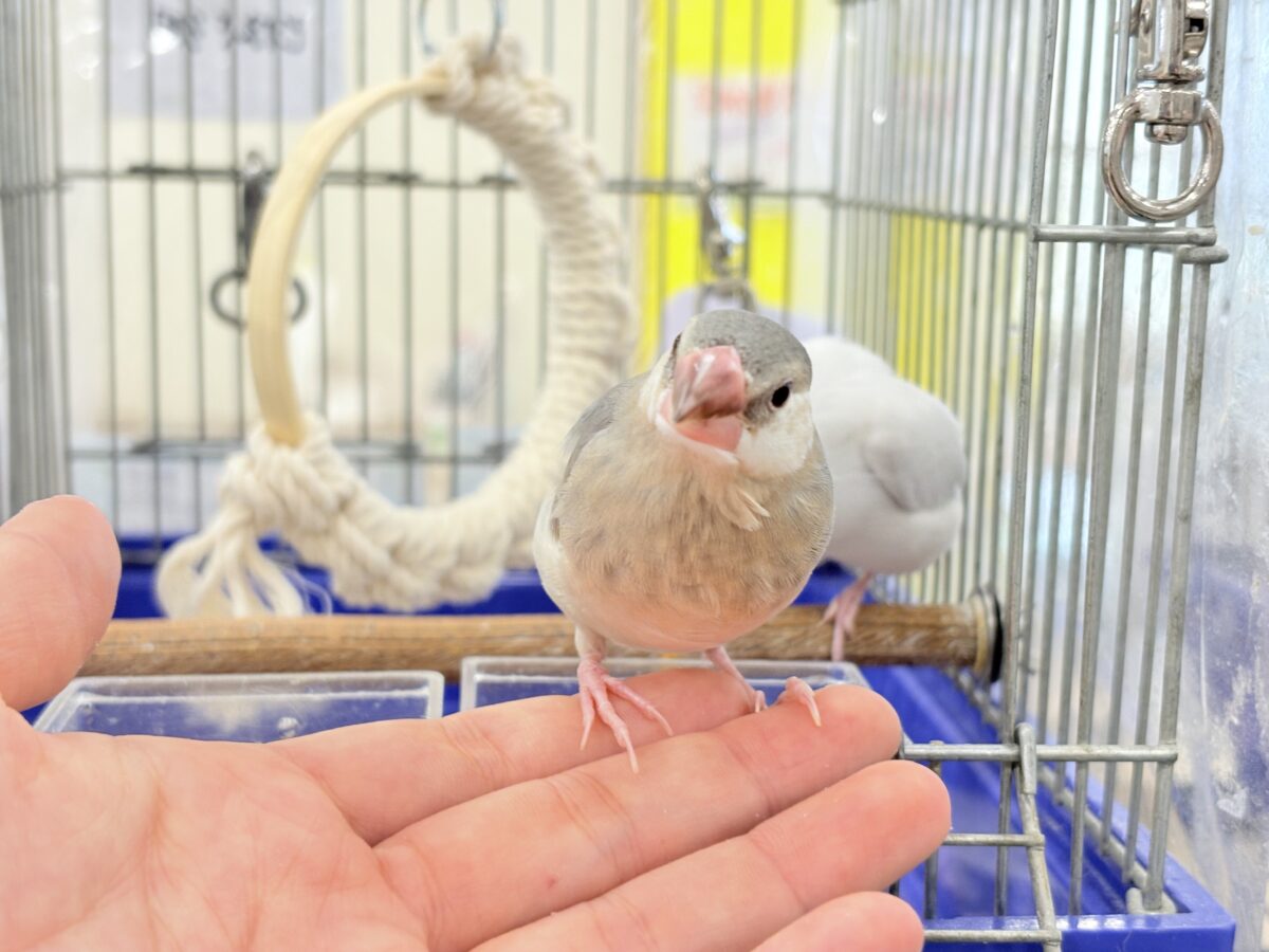桜文鳥