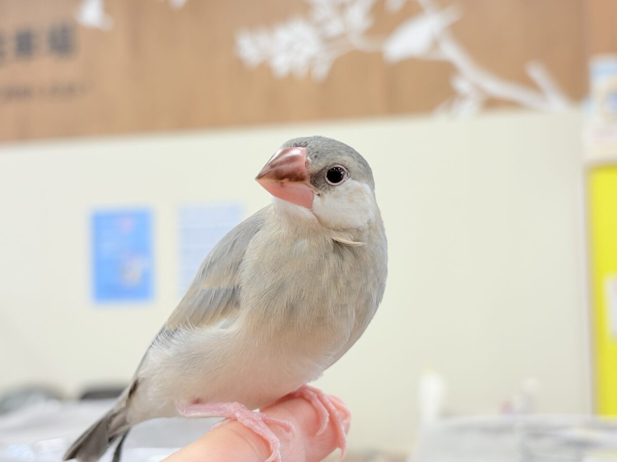 桜文鳥