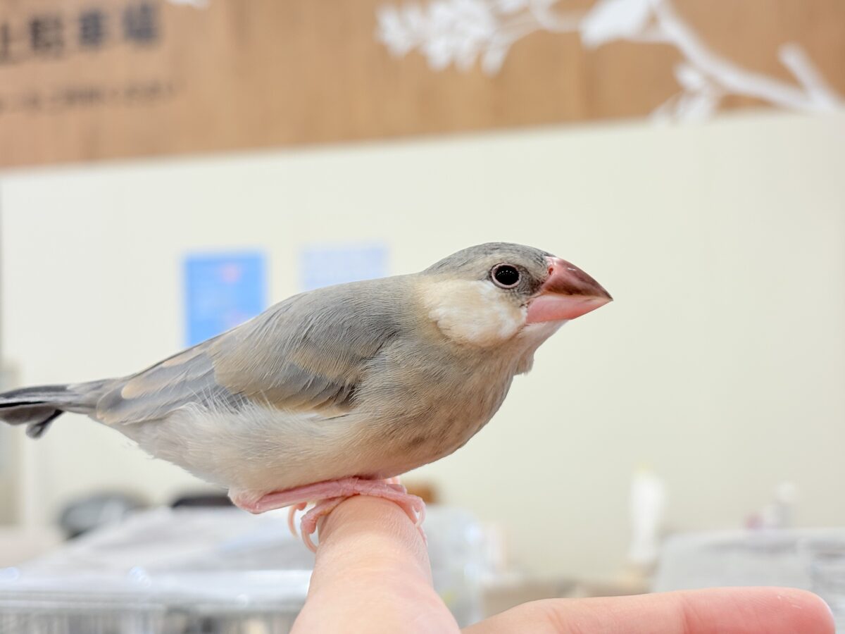 桜文鳥
