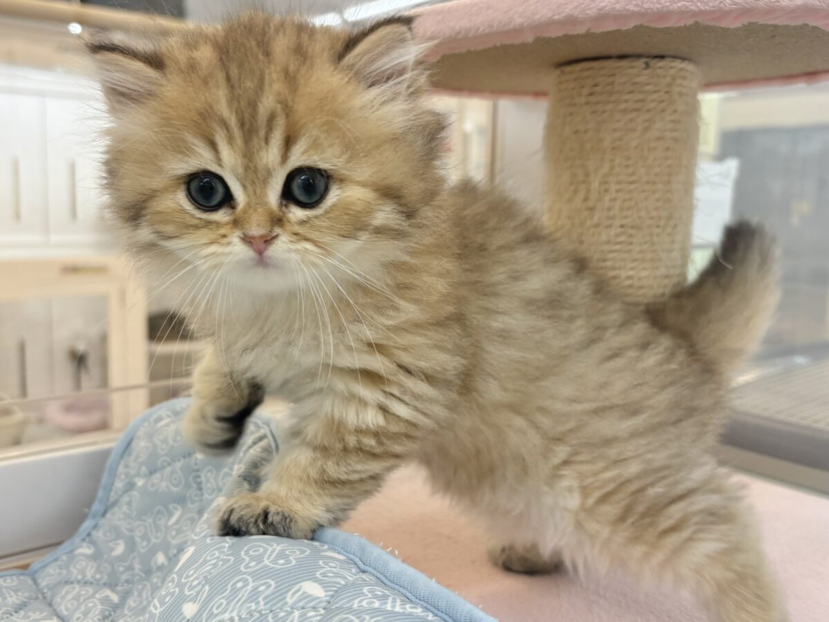 ブリティッシュショートヘア