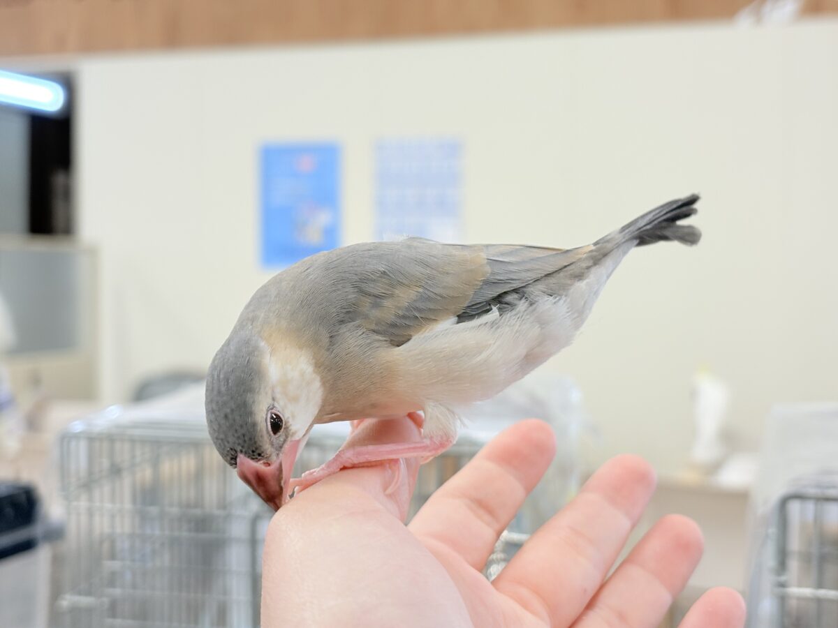 桜文鳥