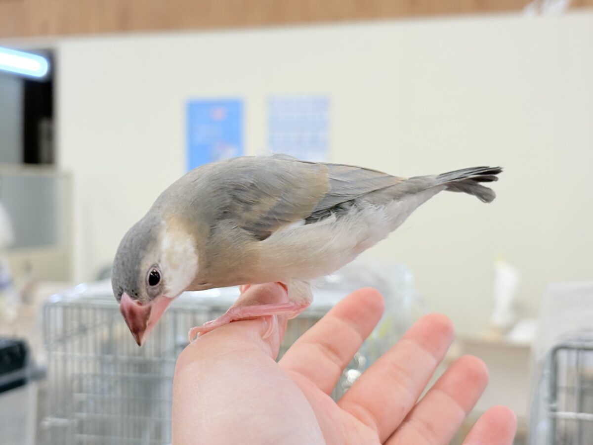桜文鳥