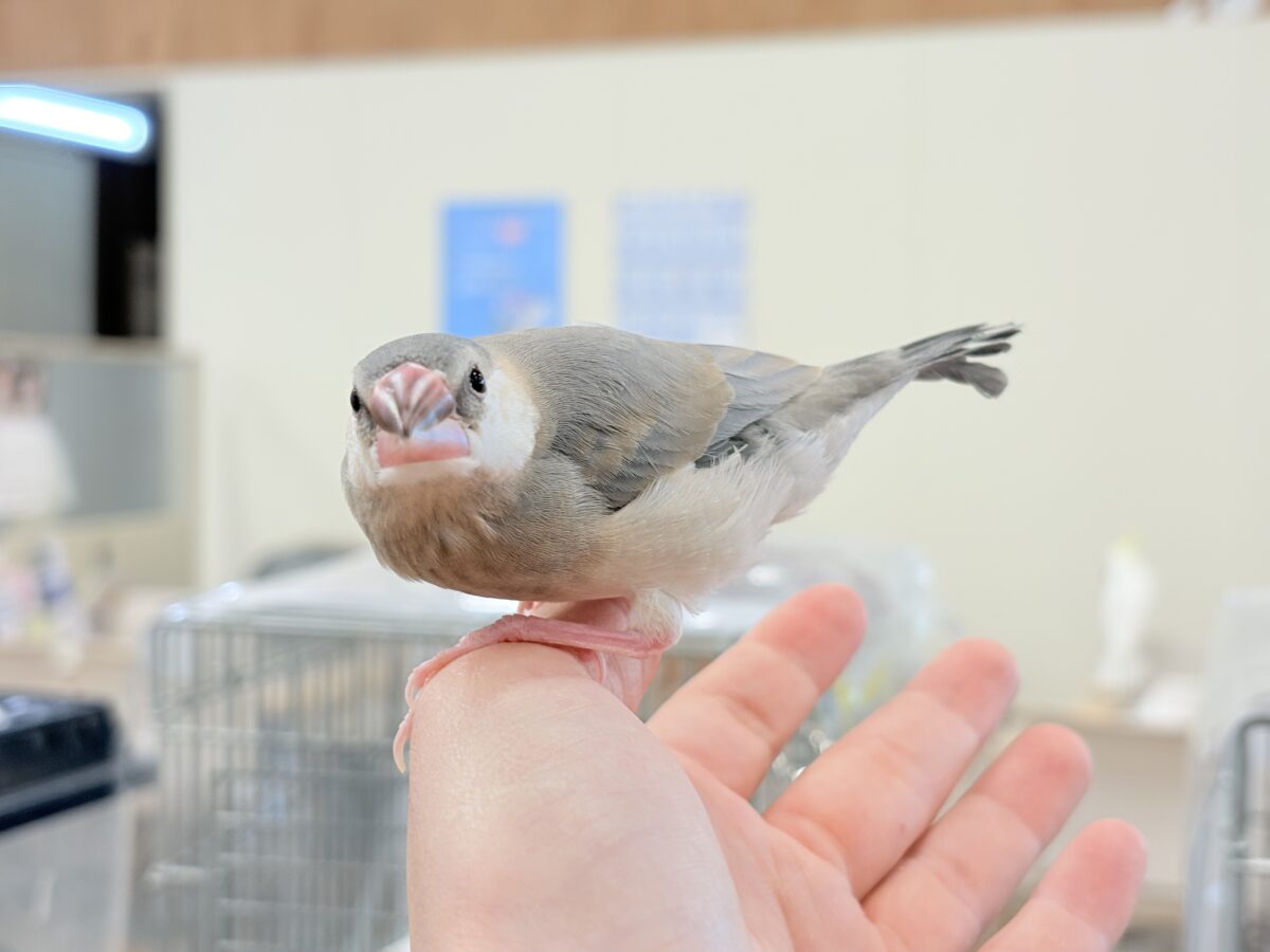 桜文鳥