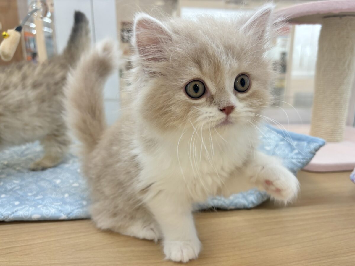 スコティッシュフォールド