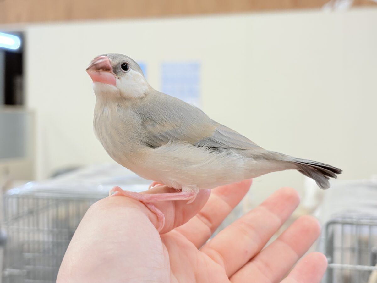 桜文鳥
